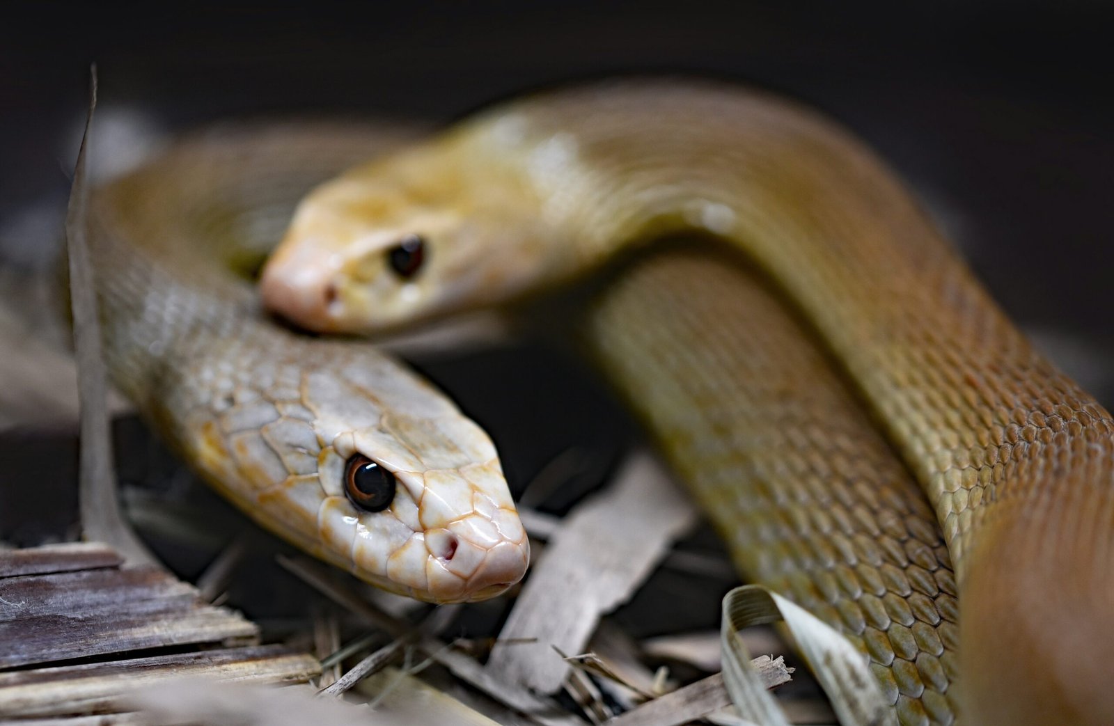 two brown snakes